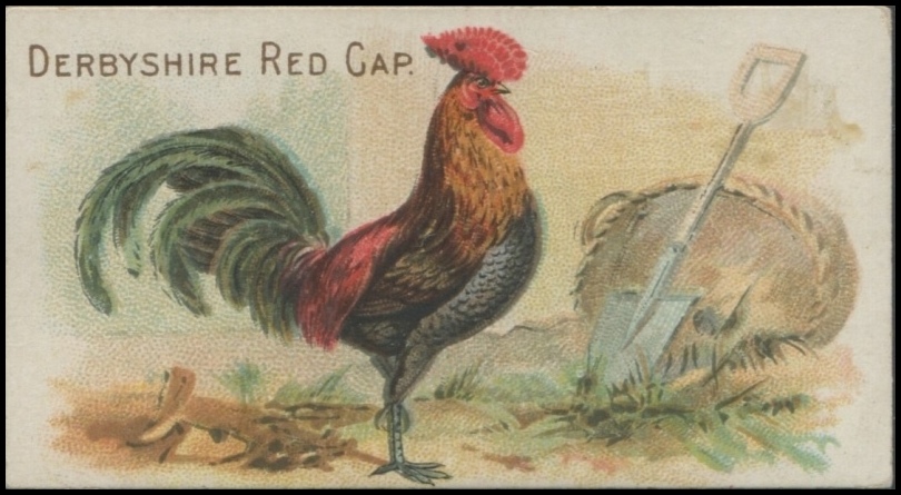 Derbyshire Red Cap